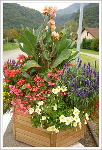 Fleurs à la ZAC des Vignes