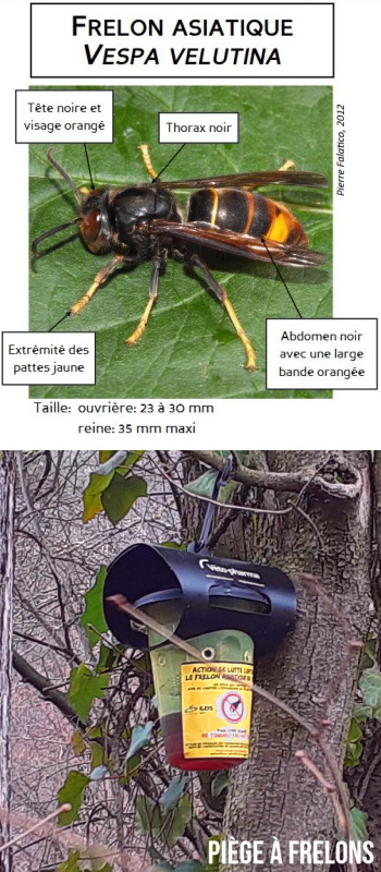 Reconnaître le frelon asiatique